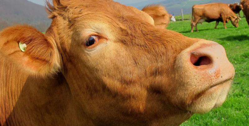 Сокрытие падежа скота в Бешенковичском районе: один суд завершился, начато новое расследование   Сокрытие падежа скота в Бешенковичском районе: один суд завершился, начато новое расследование