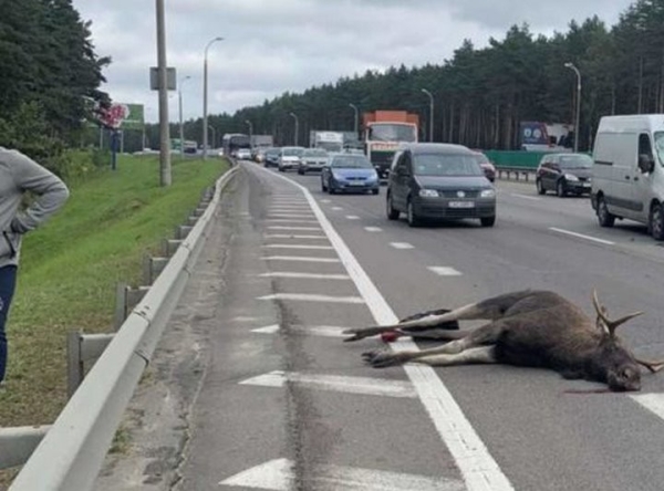 ГАИ назвала причины выхода диких животных на автодороги
