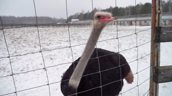 Африканские страусы нашли райское место на Брестчине. Как разводят экзотических птиц Африканские страусы нашли райское место на Брестчине. Как разводят экзотических птиц