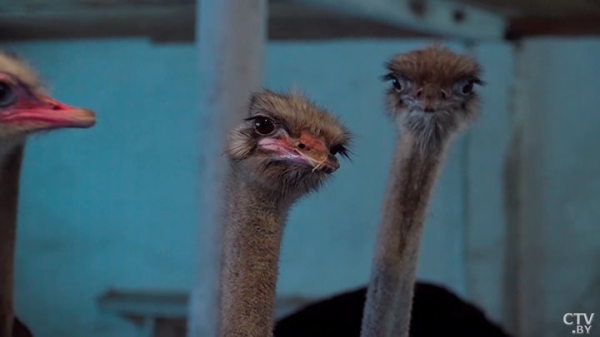 Африканские страусы нашли райское место на Брестчине. Как разводят экзотических птиц Африканские страусы нашли райское место на Брестчине. Как разводят экзотических птиц