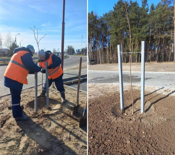 Более 5,5 тыс. деревьев и кустарников высадят весной в Бресте