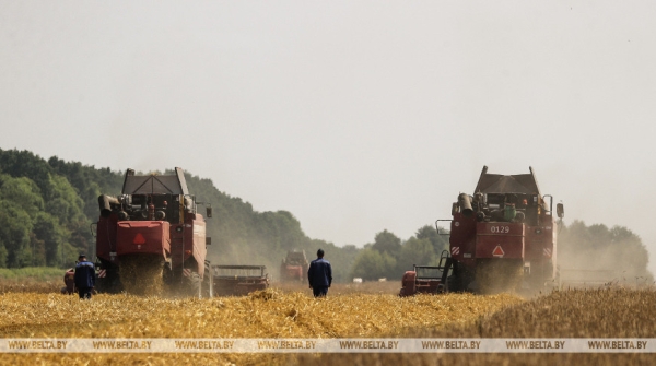 «Стараемся на деле проявлять заботу о людях», или Как в Кобринском районе начали жатву