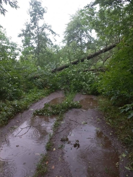 В МЧС рассказали, что натворила непогода в Брестской области