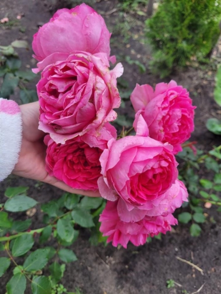 «Дом образцового порядка» — как семья в Кобрине своими силами украшает территорию многоквартирного дома «Дом образцового порядка» — как семья в Кобрине своими силами украшает территорию многоквартирного дома