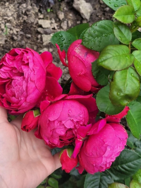 «Дом образцового порядка» — как семья в Кобрине своими силами украшает территорию многоквартирного дома «Дом образцового порядка» — как семья в Кобрине своими силами украшает территорию многоквартирного дома