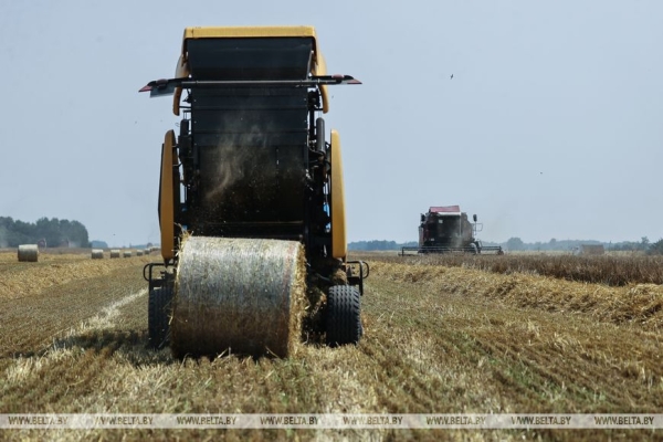 «Стараемся на деле проявлять заботу о людях», или Как в Кобринском районе начали жатву